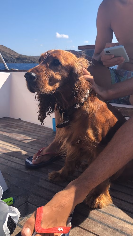 Final feliz: encuentran a los dueños de la perra Nala