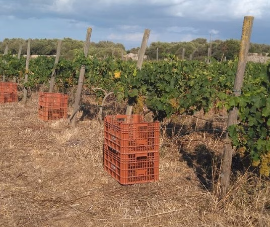 Las altas temperaturas adelantan la vendimia en las viñas de Menorca