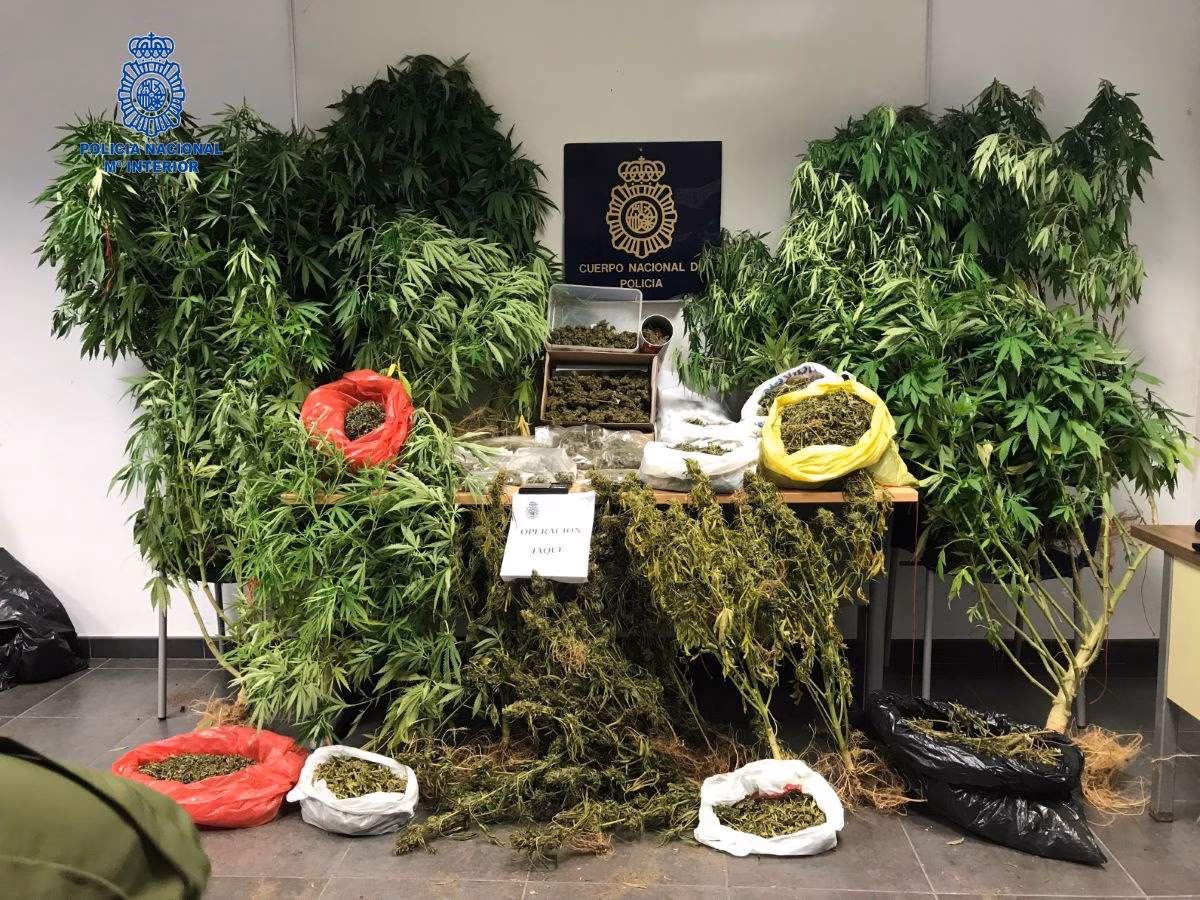 Dos personas detenidas en Ciutadella por tráfico de marihuana