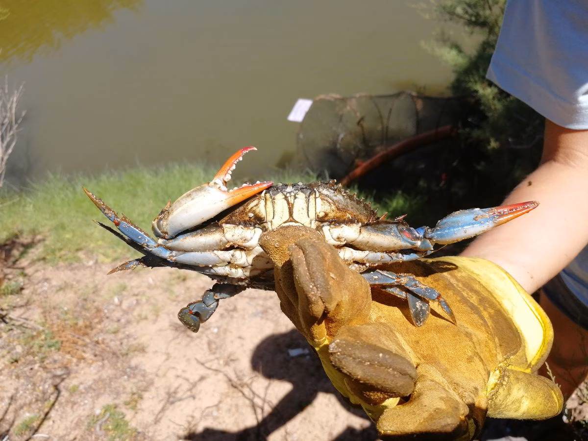 (Fotos) Tortuga de Florida y cangrejo azul, especies invasoras