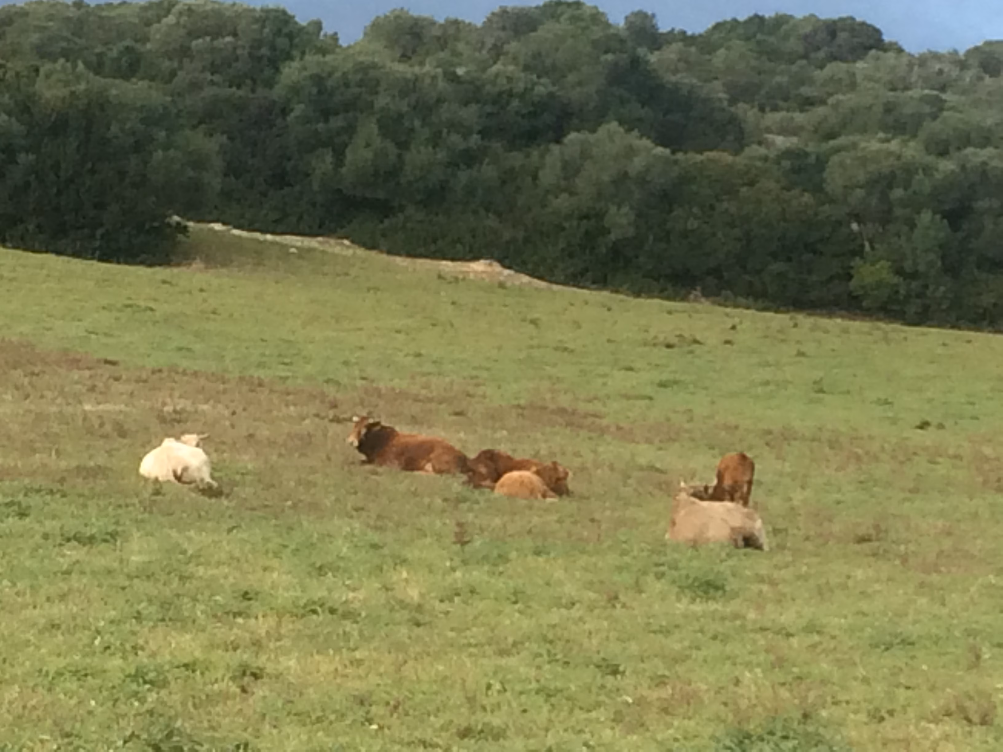 SEMILLA destinará 1.200.000 euros a comprar alimento para el ganado