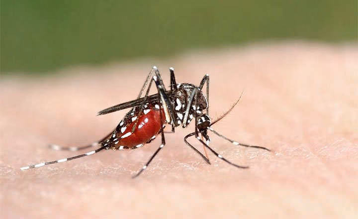 La UIB trabaja con la Unión Europea en el control del mosquito tigre