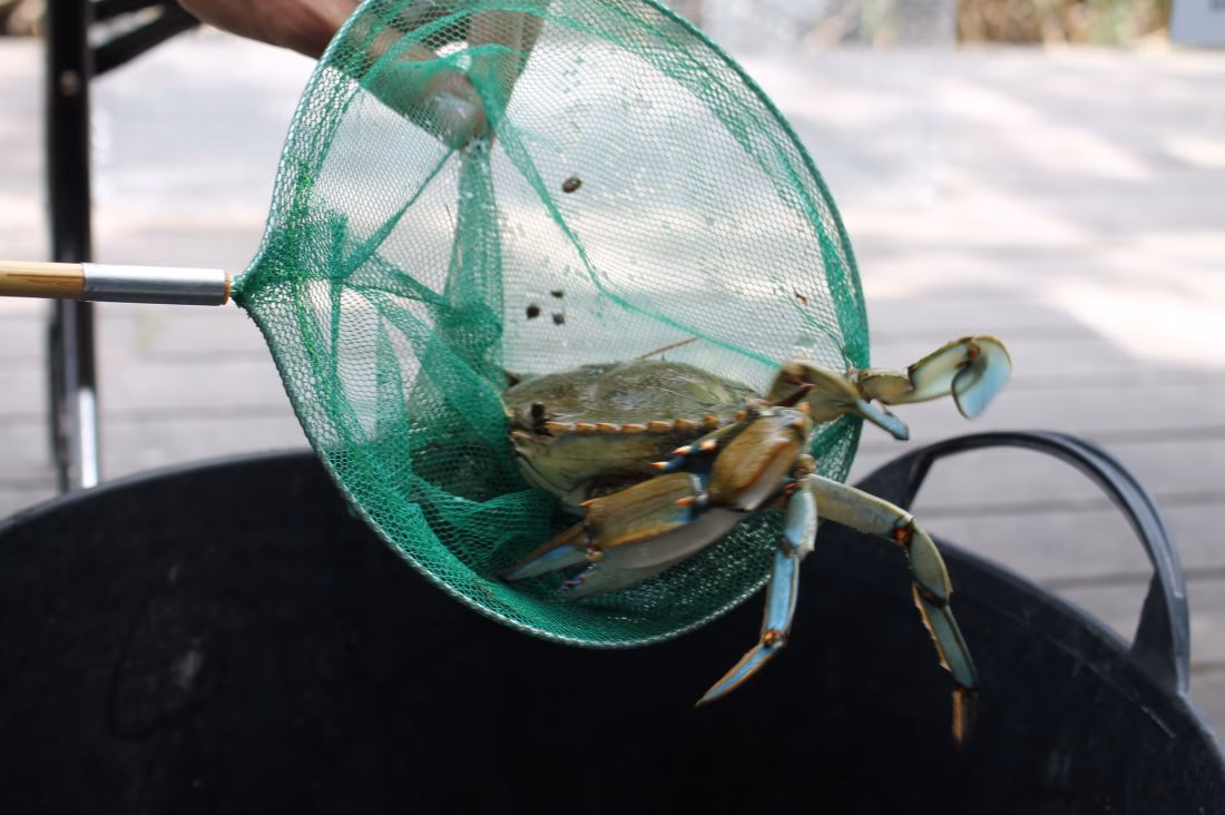 Eliminación de flora y fauna invasora en la Albufera de Es Grau