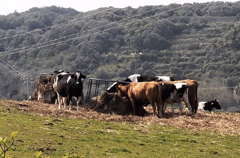 AGRAME alegará contra el PTI porque "perjudica el campo de Menorca"
