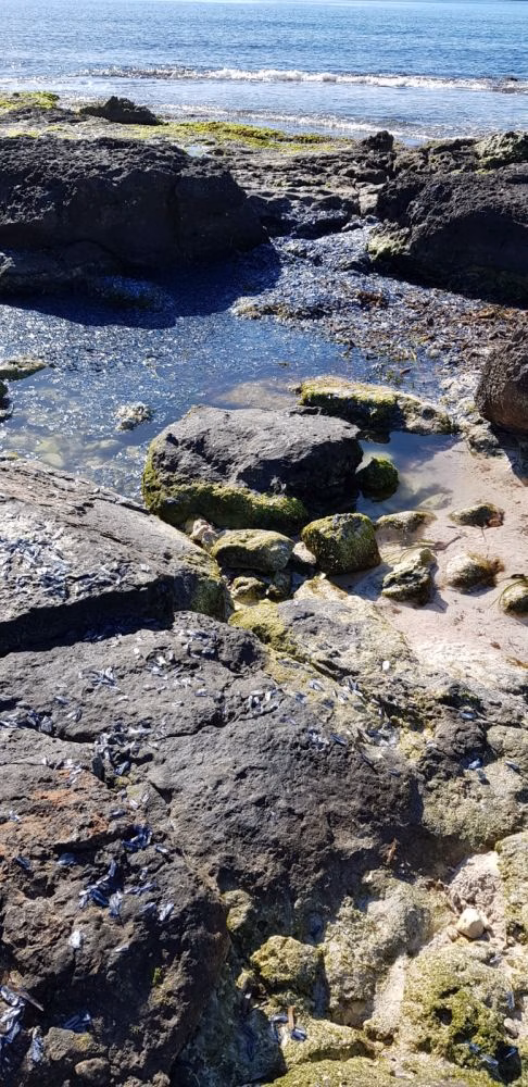 Comienza la temporada alta y aún hay depósitos de velella en la costa