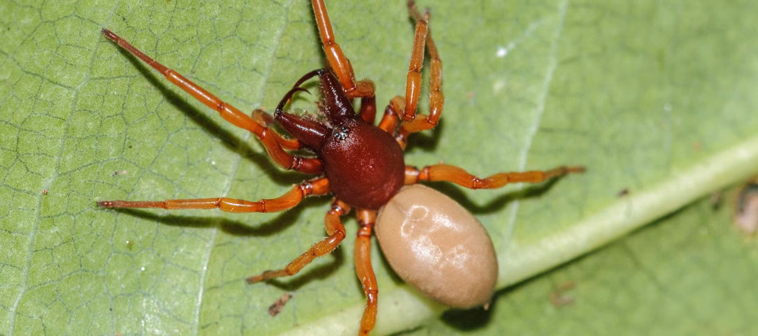 Descubren 116 especies de arañas cuya presencia era desconocida en Menorca