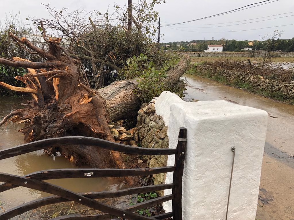 19 fincas agrícolas afectadas, 21 animales muertos y más de 2.300 árboles frutales dañados: resultado del cap de fibló que arrasó Menorca en octubre
