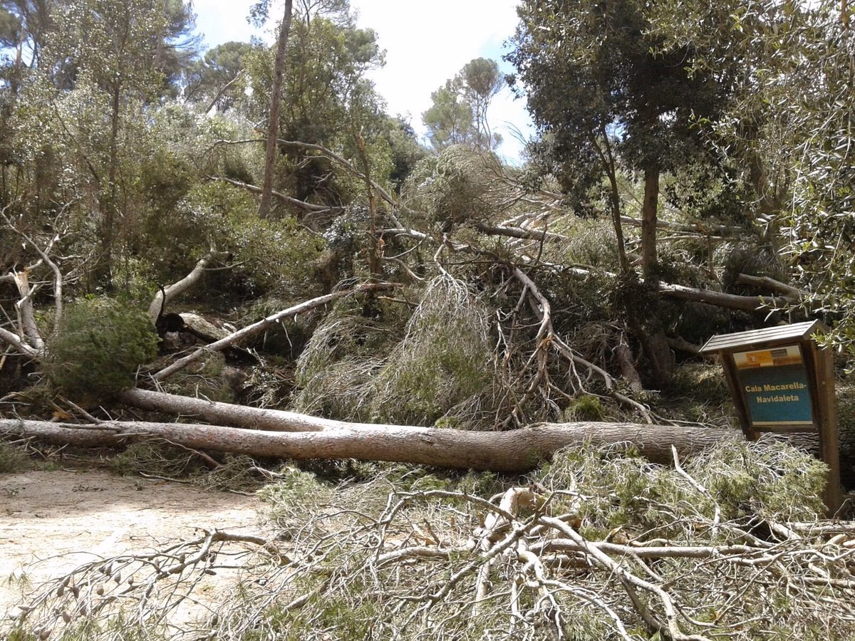 AGRAME pide ayudas para retirar los árboles que el cap de fibló derribó