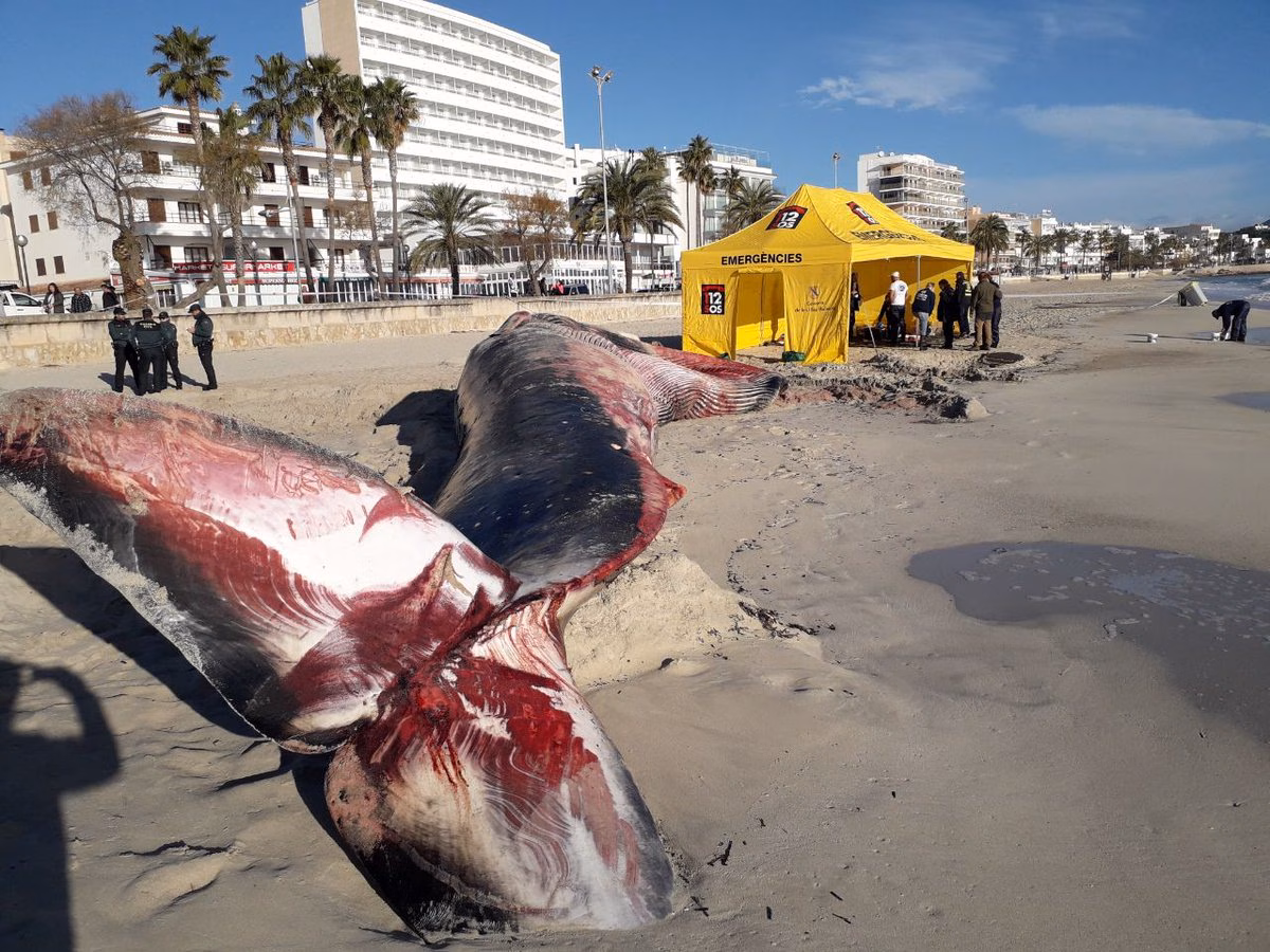 Comienzan la necropsia de la ballena de más de 15 metros varada en Cala Millor