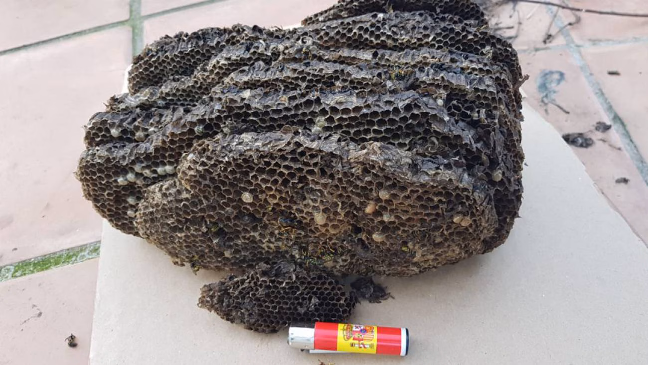 (Fotos) Un avispero de 7 pisos "vivía" en una casa de Es Castell