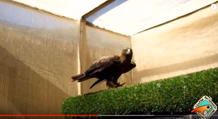 (Vídeo) Recuperan un águila herida por un disparo de escopeta