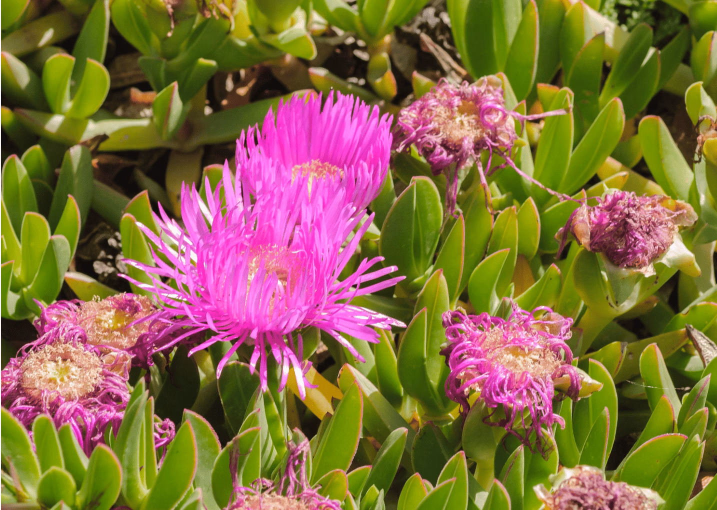 Legales, pero invasoras: 130 plantas que amenazan el ecosistema de Menorca