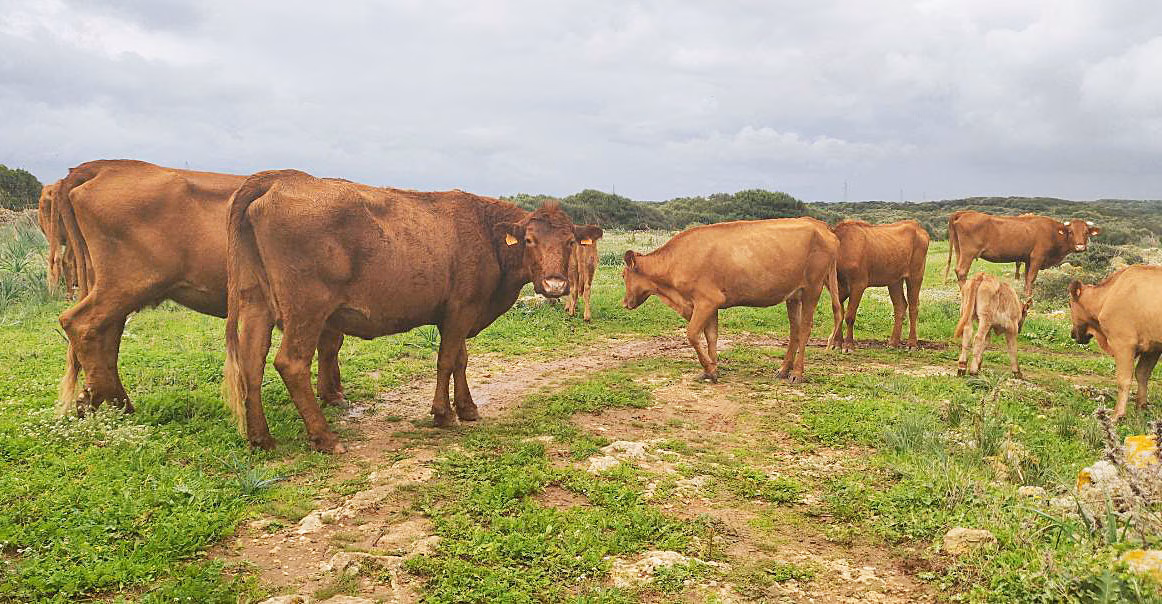 La fuerza del agua arrastra a 15 vacas en el Barranc d'Algendar