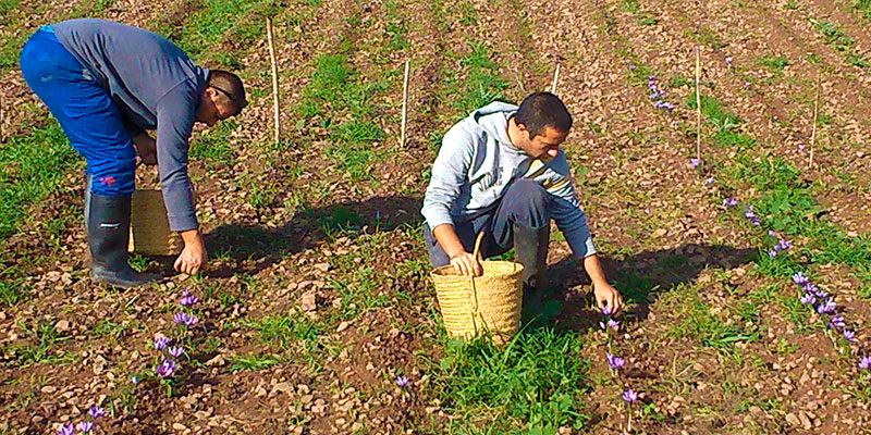 iSafra busca voluntarios para la recogida del azafrán