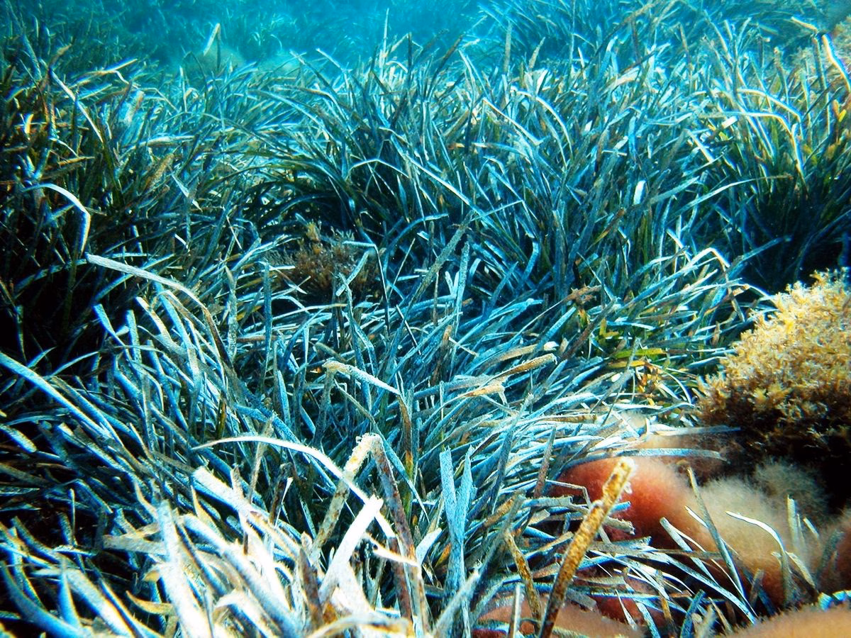 El papel de la Posidonia en el ecosistema marino de Menorca