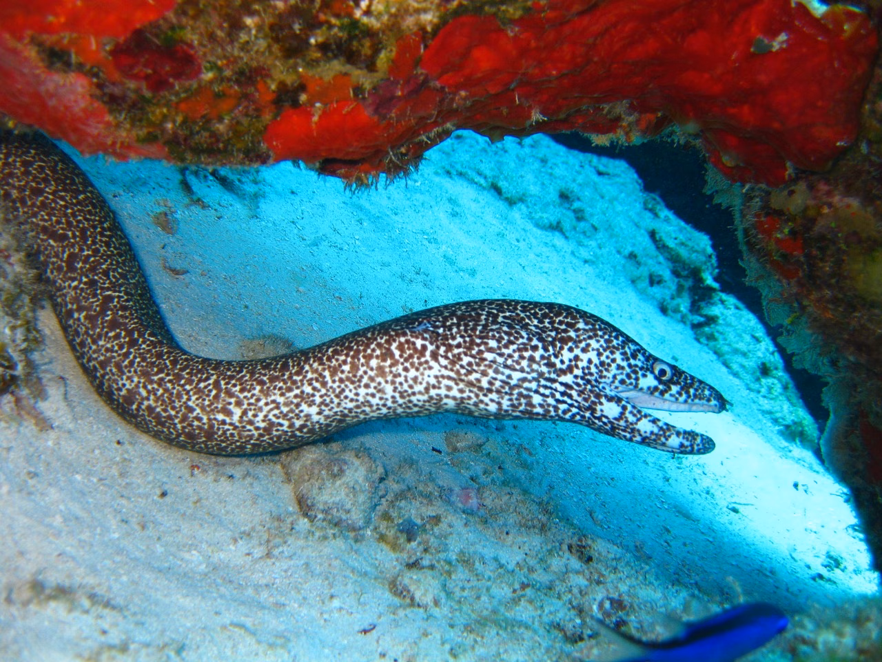 Menorca, en alerta por el extraño caso de las morenas muertas