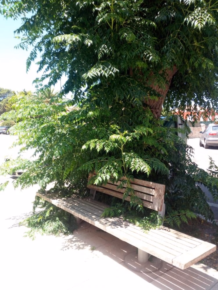 (Foto-denuncia) Un banco 'a la sombra'