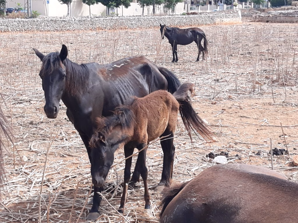 Miquel Àngel Maria tramita la denuncia de los caballos pero señala  que su dueño jamás los maltrató