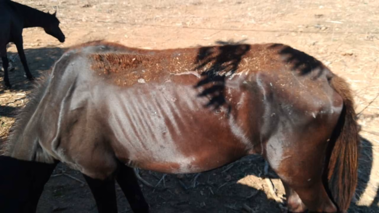 (Fotos) Denuncian ante el Seprona un posible caso de maltrato a caballos en Maó