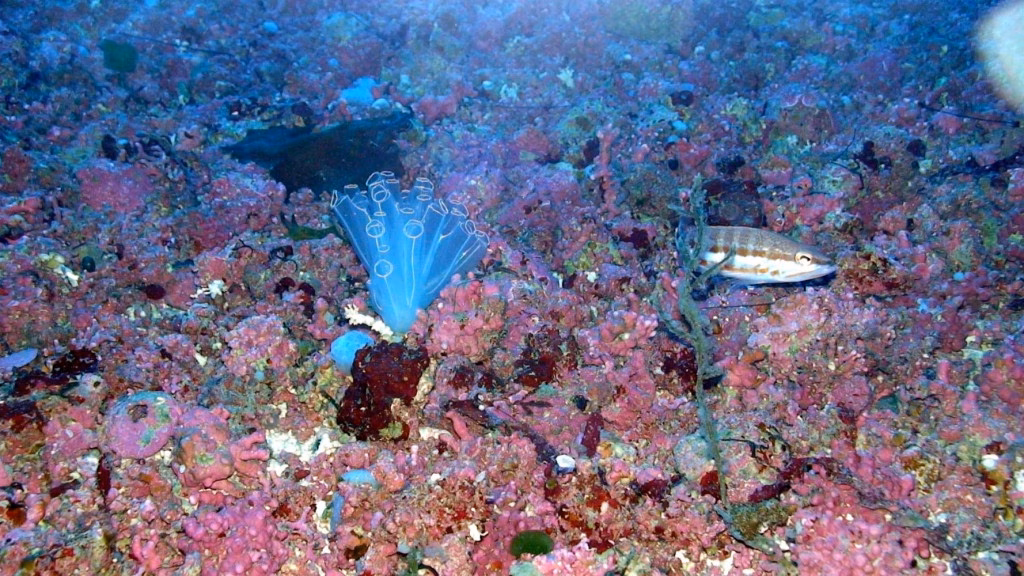 Aumenta a 21 el número de expedientes por pesca furtiva  en Menorca