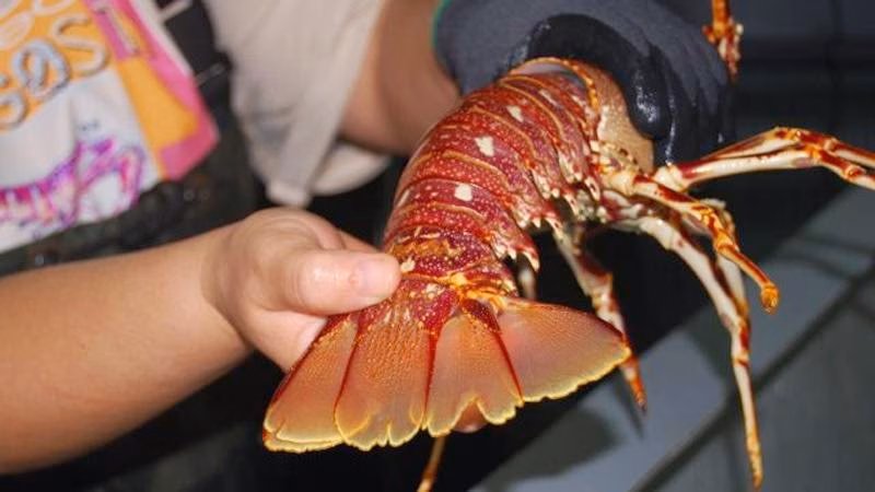 El aumento de la acidificación del agua de mar pone en peligro a la langosta de Menorca