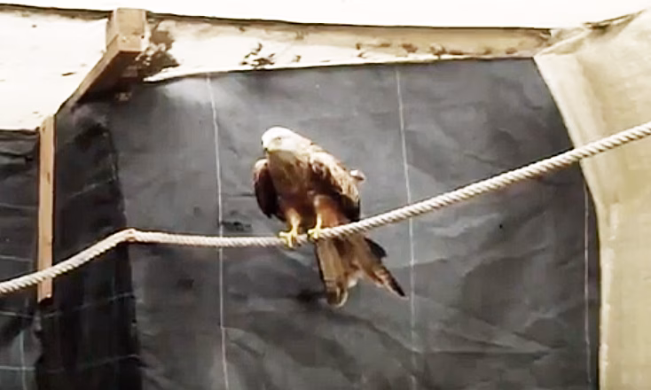 (Vídeo) El GOB recupera y libera a un milano enfermo