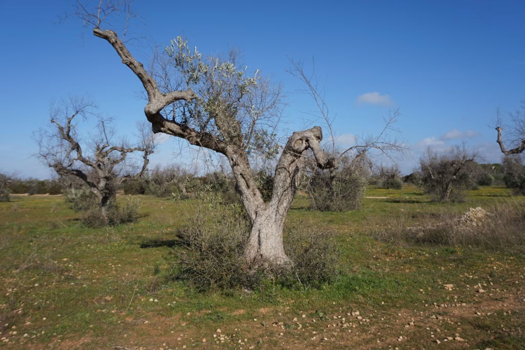 El Govern elimina todos los árboles con Xylella fastidiosa