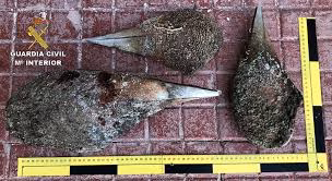 Sólo quedan 10 nacras vivas en todo el archipiélago