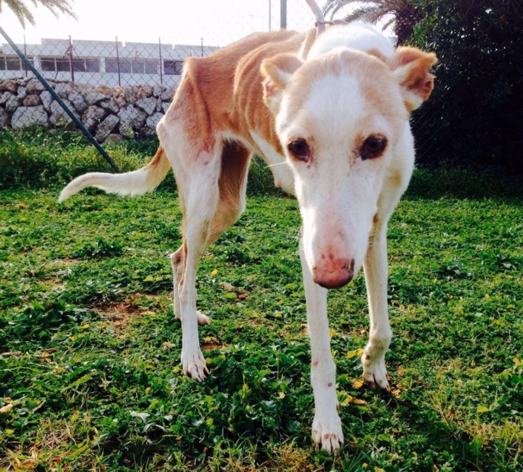 Pasión por el podenco en Es Mercadal