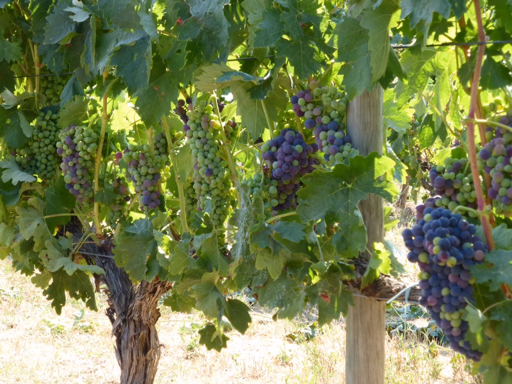 Maó debate sobre los vinos naturales