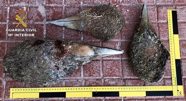 Menorca abrió 53 expedientes por pesca furtiva en 2017