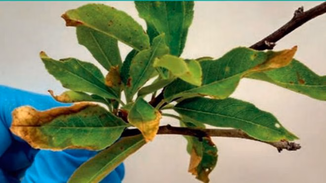 Madrid da luz verde a las variedades con las que se replantarán zonas afectadas por la Xylella