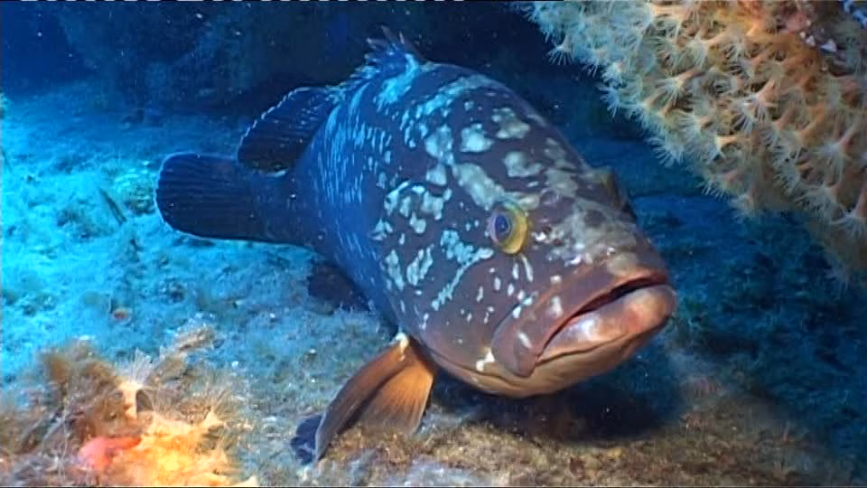 Menorca exporta su riqueza marina a la Feria Internacional del Turismo