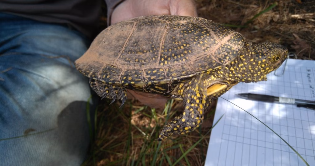 El GOB cierra con éxito un programa de protección de la tortuga de agua