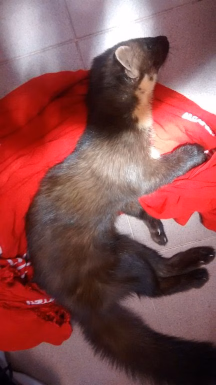 (Vídeo) Así recuperó el GOB a una marta herida tras ser atropellada