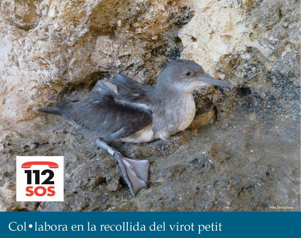 Ayuda a evitar la muerte de crías de 'baldritja'