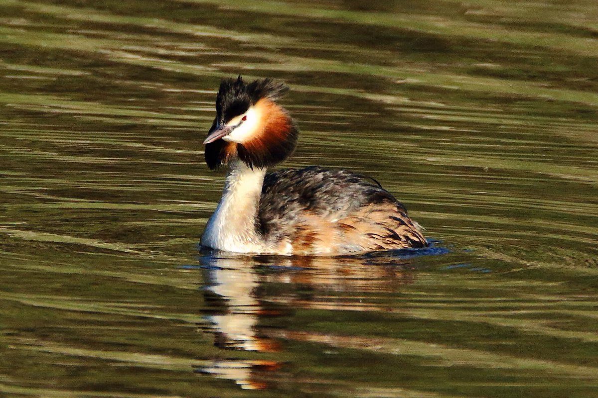 Y en octubre; paseos por el Parque de S'Albufera d'es Grau