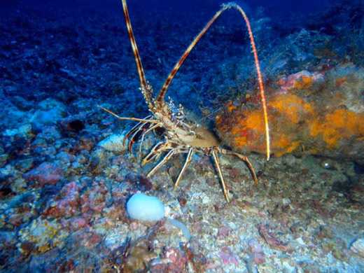 La temporada de langosta deja 1.779 kilos en capturas