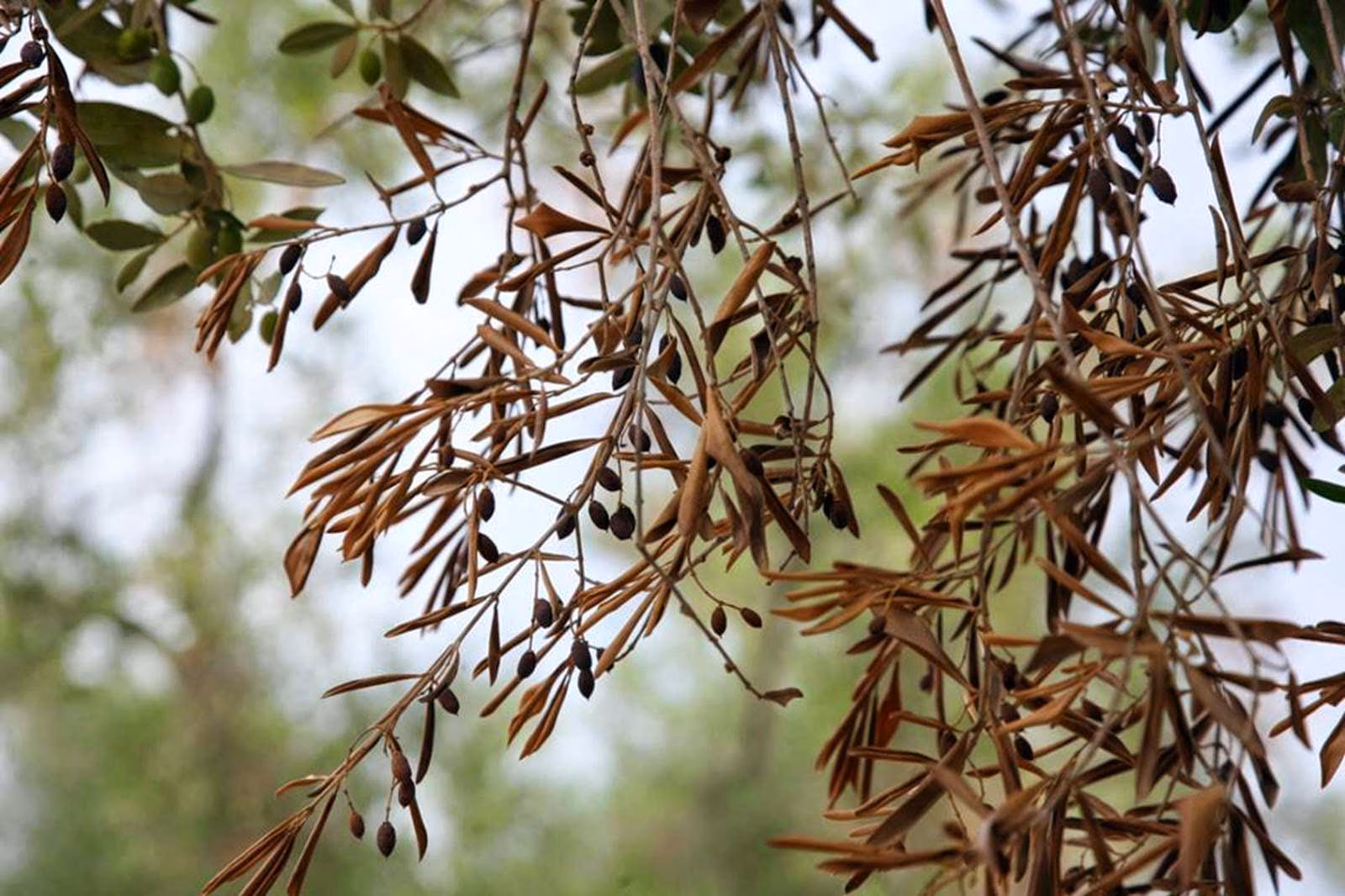 Bruselas acepta 'contener' y no 'erradicar' los árboles infectados por xylella