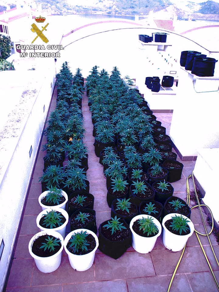 La Guardia Civil incauta 234 plantas de marihuana en Menorca