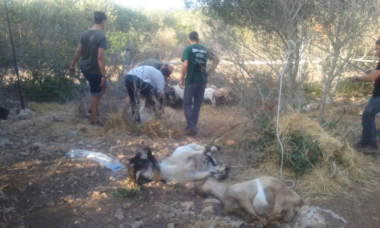 (Fotos) Trasladan a las cabras asilvestradas de s'Algar