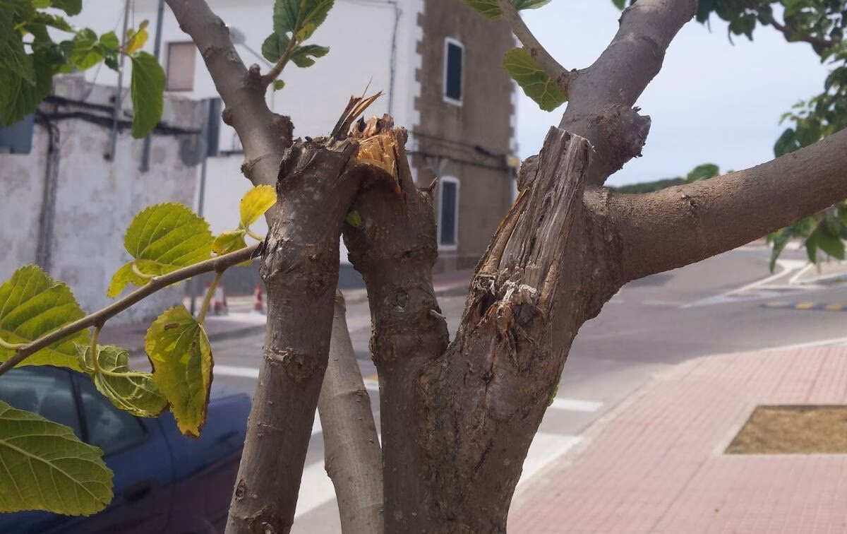 Un grupo de vándalos destrozan los árboles de la calle Fontanillas de Es Castell