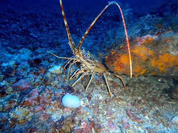 Langostas con garantía