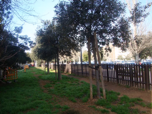 Un estudio para analizar los 3.800 árboles que hay en Maó