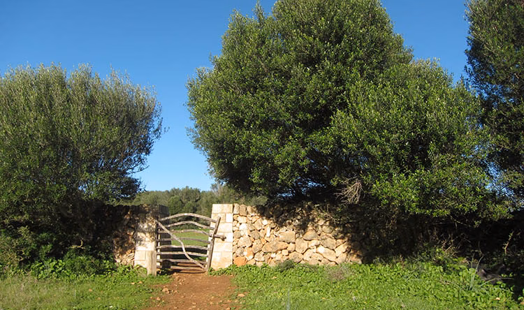 La plaga de Xylella que llega a Menorca es la menos agresiva