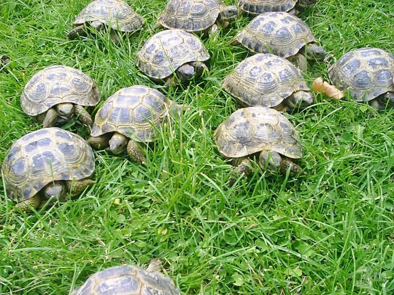 El control de especies invasoras del Consell llena el centro de fauna salvaje del GOB