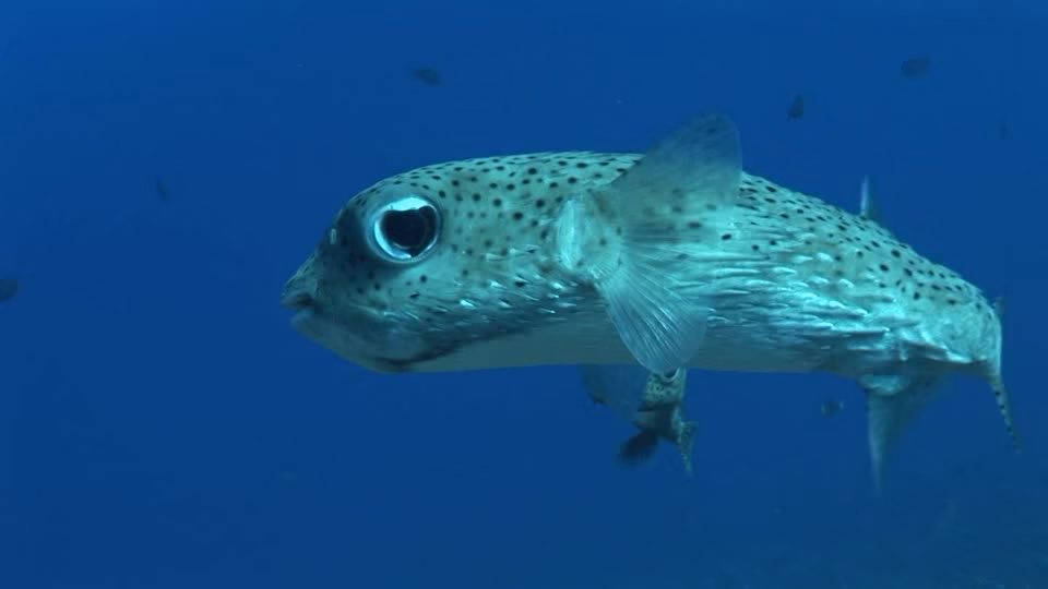 Un pez erizo en Es Castell se convierte en la estrella del Registro de Peces Raros de Medi Ambient