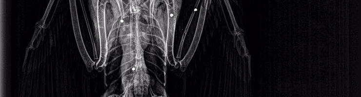 El GOB denuncia a la Guardia Civil un nuevo caso de halcón herido por un disparo