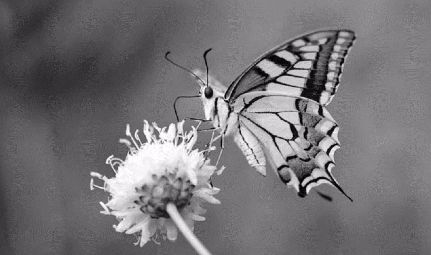 Un SOS por las mariposas de Menorca