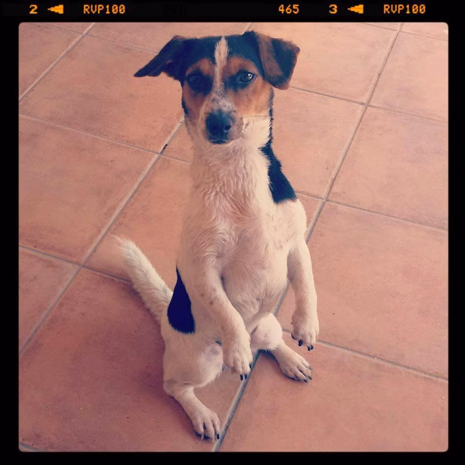 Los ladridos de una perra frustran un segundo robo en la misma calle de Ciutadella